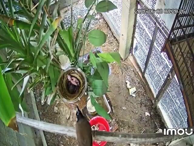 Chim chào mào non 3 con. Mua bán Chim tại Huyện Vĩnh Cửu Đồng Nai được đăng bởi phong bụi hình 1
