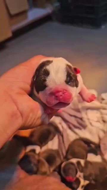 bully exotic. Mua bán Chó tại Quận Bình Tân Tp Hồ Chí Minh được đăng bởi tiến hình 1