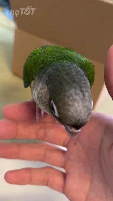 Chim Greencheek 5 tháng tuổi Xanh lá. Mua bán Chim tại Quận Hai Bà Trưng Hà Nội được đăng bởi hòa nguyễn hình 1