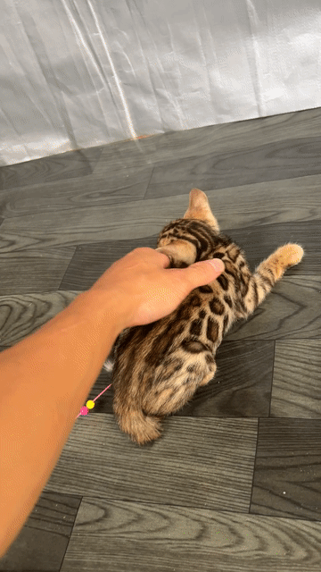 Mèo Bengal đực màu Đỏ. Mua bán Mèo tại Huyện Đông Anh Hà Nội được đăng bởi Nguyễn thiên thời hình 1