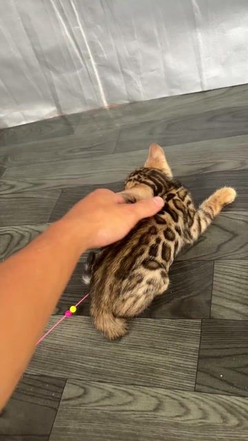 Mèo Bengal đực màu Đỏ. Mua bán Mèo tại Huyện Đông Anh Hà Nội được đăng bởi Nguyễn thiên thời hình 1
