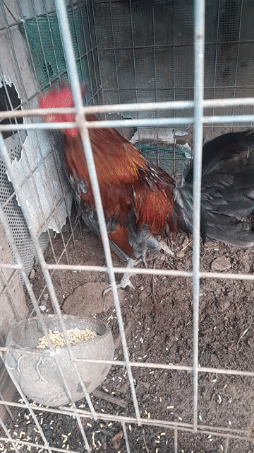 Gà tre Nâu Đen Đỏ trống mái. Mua bán Gà tại Huyện Trảng Bom Đồng Nai được đăng bởi Lý Giểng hình 1