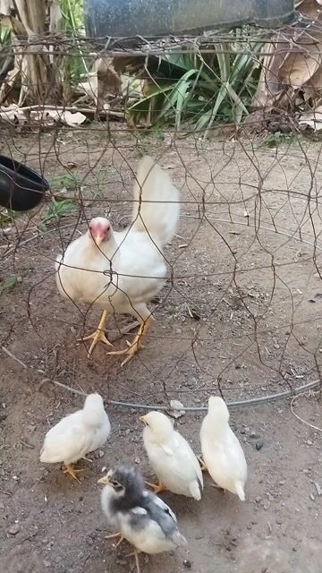 Gà Cuban Mỹ mái 1k1. Mua bán Gà tại Quận Ô Môn Cần Thơ được đăng bởi gà đá cựa sắt hình 1