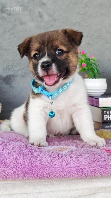 Trai Nhật lai bò sữa ú nu nần cưng xỉu🎁☺️😚. Mua bán Chó tại Huyện Hóc Môn Tp Hồ Chí Minh được đăng bởi Smile Pet hình 1