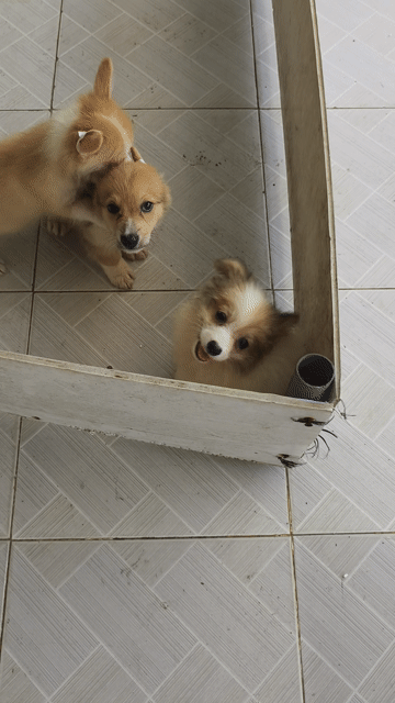Chó Corgi vàng trắng. Mua bán Chó tại Huyện Châu Thành Bến Tre được đăng bởi Tân hình 1