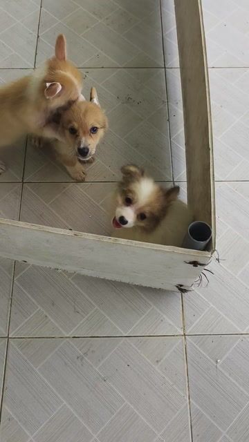 Chó Corgi vàng trắng. Mua bán Chó tại Huyện Châu Thành Bến Tre được đăng bởi Tân hình 1