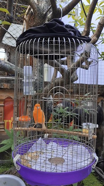 Chim trống hồng yến căng. Mua bán Chim tại Huyện Đan Phượng Hà Nội được đăng bởi Duy hình 1