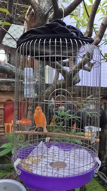 Chim trống hồng yến căng. Mua bán Chim tại Huyện Đan Phượng Hà Nội được đăng bởi Duy hình 1
