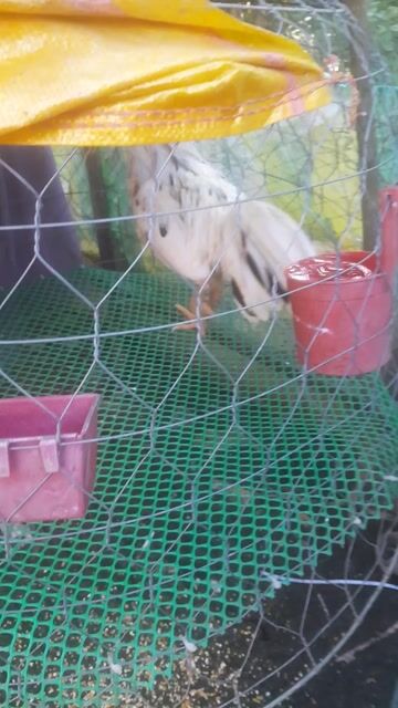 Gà tơ Trắng Đực. Mua bán Gà tại Huyện Thanh Bình Đồng Tháp được đăng bởi  nhut hình 1