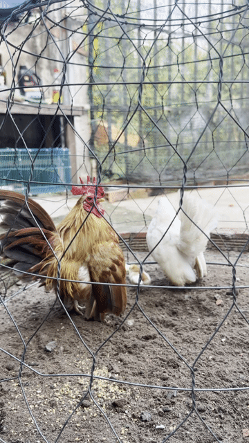 Gà Serama Nâu Trắng. Mua bán Gà tại Huyện Bình Chánh Tp Hồ Chí Minh được đăng bởi Tuấn hình 1