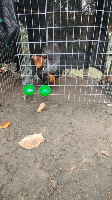 Gà xám về chơi liền, điều nuôi lại một tuần. Mua bán Gà tại Huyện Lai Vung Đồng Tháp được đăng bởi gia lạc  hình 1