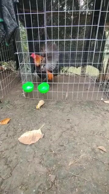 Gà xám về chơi liền, điều nuôi lại một tuần. Mua bán Gà tại Huyện Lai Vung Đồng Tháp được đăng bởi gia lạc  hình 1