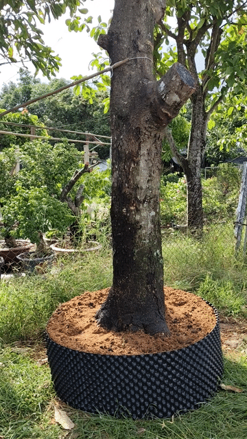 Cây Xoài Thái Cây to. Mua bán Đồ chuyên dụng, Giống nuôi trồng tại Huyện Gò Dầu Tây Ninh được đăng bởi Dương hình 1
