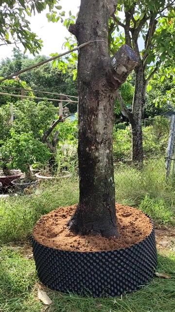Cây Xoài Thái Cây to. Mua bán Đồ chuyên dụng, Giống nuôi trồng tại Huyện Gò Dầu Tây Ninh được đăng bởi Dương hình 1