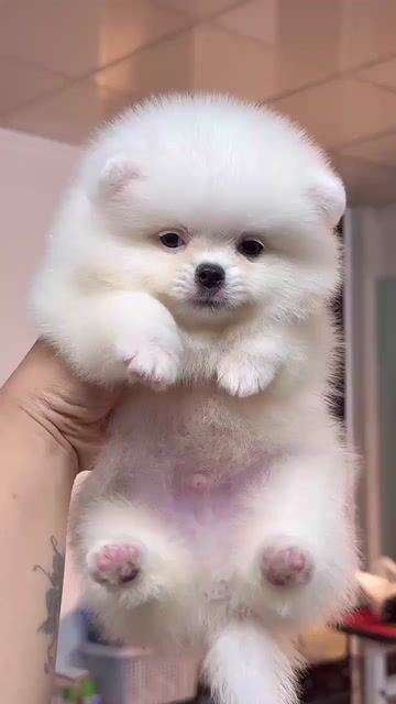 Chó Pomeranian Trắng. Mua bán Chó tại Quận Hải Châu Đà Nẵng được đăng bởi Chó Cảnh Đà Nẵng 130 đường 2 9  hình 1