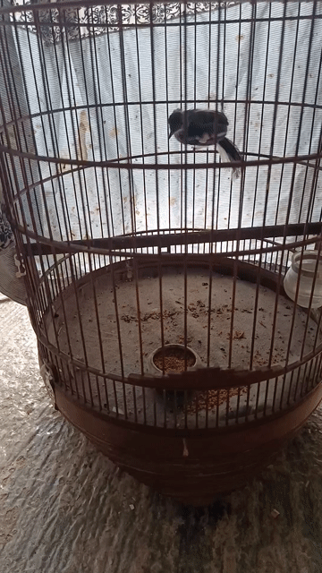 chuyền trống . Mua bán Chim tại Huyện Phong Điền Cần Thơ được đăng bởi Nguyễn dinh hình 1