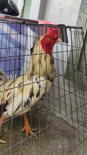 Gà bướm chân vuông. Mua bán Gà tại Quận 10 Tp Hồ Chí Minh được đăng bởi Khoi hình 1