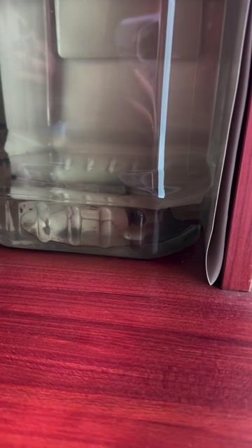 Cá cảnh Nữ hoàng nhiều màu. Mua bán Thú cưng khác tại Quận Tây Hồ Hà Nội được đăng bởi Quỳnh Anh hình 1