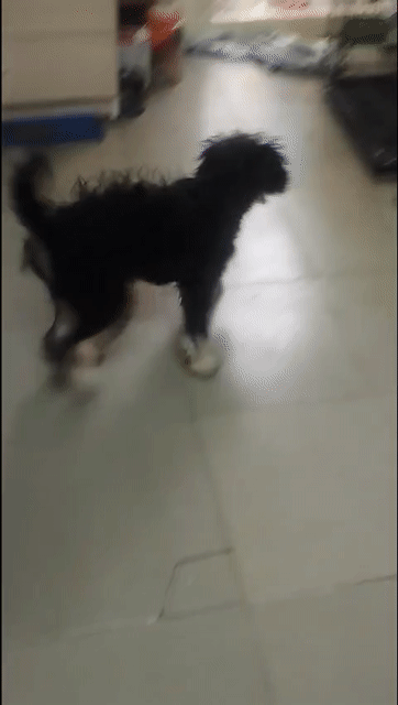 Chó Poodle đen trung bình 5 tháng. Mua bán Chó tại Quận Đống Đa Hà Nội được đăng bởi Thuan hình 1
