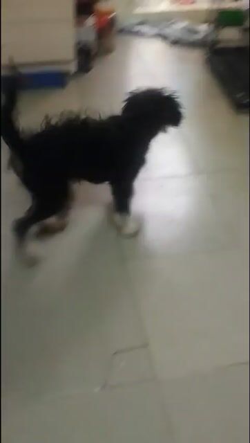 Chó Poodle đen trung bình 5 tháng. Mua bán Chó tại Quận Đống Đa Hà Nội được đăng bởi Thuan hình 1