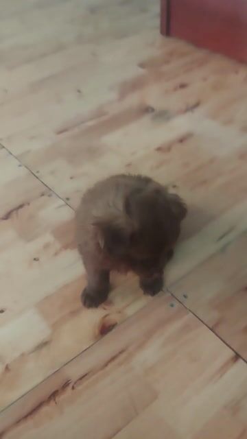 Chó lai Nhật đực 3 tháng. Mua bán Chó tại Quận Bình Thạnh Tp Hồ Chí Minh được đăng bởi Nguyễn Thị Nhung hình 1