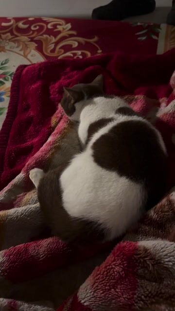 mèo anh lông ngắn. Mua bán Mèo tại Quận Long Biên Hà Nội được đăng bởi Nguyễn Hoàng hình 1