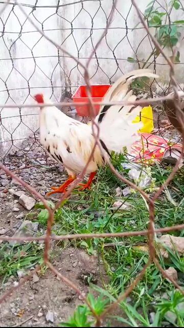 cuban mỹ.1kg1 chơi liền. Mua bán Gà tại Quận Bình Thuỷ Cần Thơ được đăng bởi gà đá cần thơ hình 1