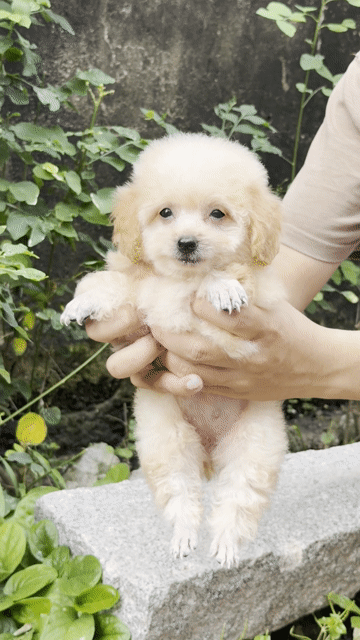 Chó Poodle Cái Vàng kem đã tiêm sổ giun. Mua bán Chó tại Thành phố Rạch Giá Kiên Giang được đăng bởi Nguyễn Phước An hình 1