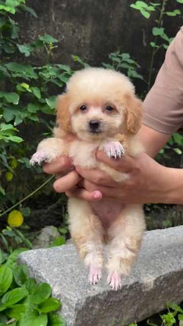 Chó Poodle Cái Vàng kem đã tiêm sổ giun. Mua bán Chó tại Thành phố Rạch Giá Kiên Giang được đăng bởi Nguyễn Phước An hình 1