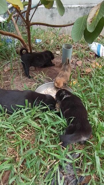 Chó lai đen nâu. Mua bán Chó tại Huyện Củ Chi Tp Hồ Chí Minh được đăng bởi phuoc nghia hình 1