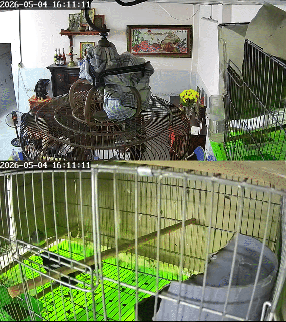 Chim Indo trống 6 mùa. Mua bán Chim tại Thành phố Thủ Đức Tp Hồ Chí Minh được đăng bởi Tên chưa cung cấp hình 1