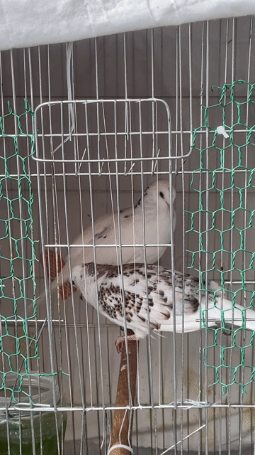 cu gáy thái trống 2 còn tùy chọn. Mua bán Chim tại Quận Tân Phú Tp Hồ Chí Minh được đăng bởi linh cu gáy hình 1