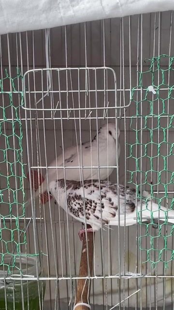 cu gáy thái trống 2 còn tùy chọn. Mua bán Chim tại Quận Tân Phú Tp Hồ Chí Minh được đăng bởi linh cu gáy hình 1