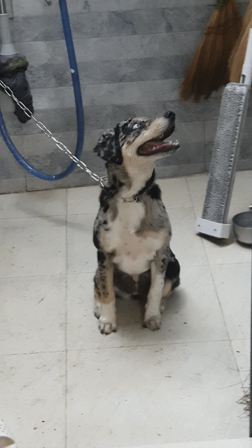 Labrador thuần chủng Merle độc hiếm 3 tháng tuổi.. Mua bán Chó tại Quận Bình Tân Tp Hồ Chí Minh được đăng bởi HƯNG LỘC PHÁT hình 1