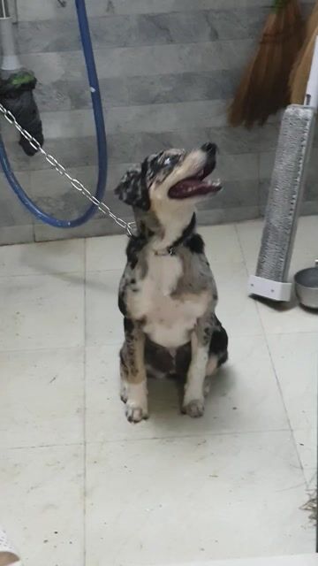 Labrador thuần chủng Merle độc hiếm 3 tháng tuổi.. Mua bán Chó tại Quận Bình Tân Tp Hồ Chí Minh được đăng bởi HƯNG LỘC PHÁT hình 1