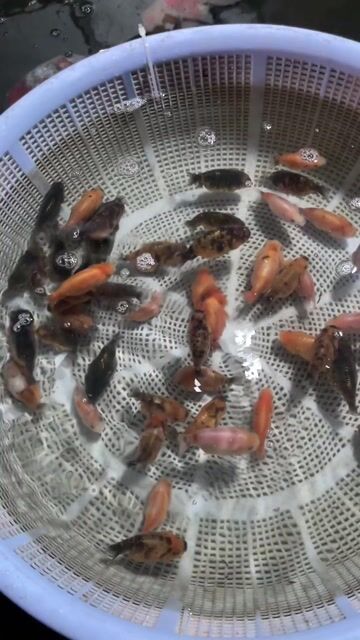 ord long tail và ranchu calico size 2n+. Mua bán Thú cưng khác tại Huyện Cờ Đỏ Cần Thơ được đăng bởi MeCaVang VN hình 1