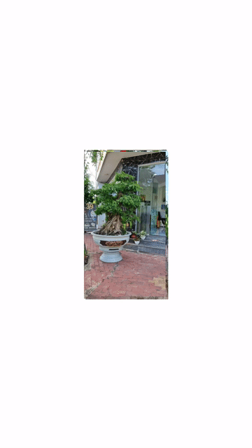 Cây xanh To 2 cây. Mua bán Cây cảnh, đồ trang trí tại Thành phố Thủ Dầu Một Bình Dương được đăng bởi anh ngoc le hình 1