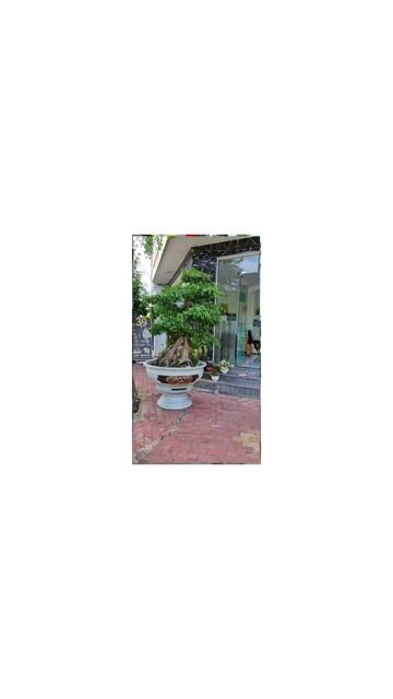 Cây xanh To 2 cây. Mua bán Cây cảnh, đồ trang trí tại Thành phố Thủ Dầu Một Bình Dương được đăng bởi anh ngoc le hình 1