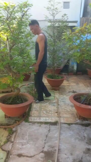 Cây cảnh bonsai Đất nung Nâu. Mua bán Cây cảnh, đồ trang trí tại Thành phố Vũng Tàu Bà Rịa - Vũng Tàu được đăng bởi Nguyễn Văn Khiêm  hình 1