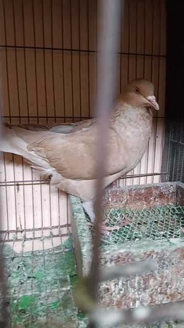 Chim bồ câu Vàng đã sinh sản. Mua bán Chim tại Quận 11 Tp Hồ Chí Minh được đăng bởi Vũ Trọng Chín hình 1