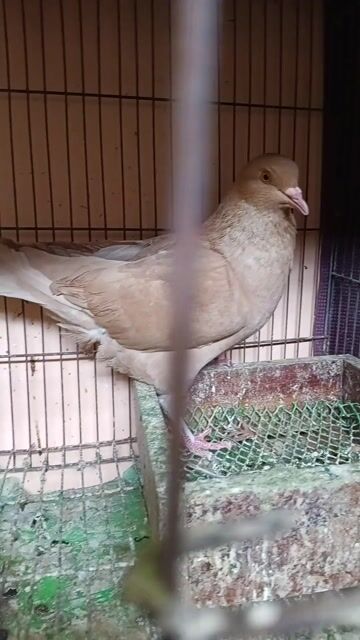 Chim bồ câu Vàng đã sinh sản. Mua bán Chim tại Quận 11 Tp Hồ Chí Minh được đăng bởi Vũ Trọng Chín hình 1