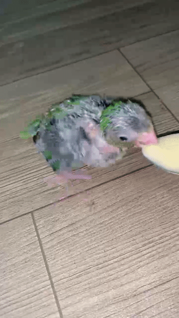Vẹt Parrotlet 3 tuần tuổi. Mua bán Chim tại Quận 12 Tp Hồ Chí Minh được đăng bởi Thanh Thủy hình 1