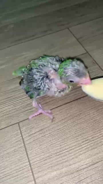 Vẹt Parrotlet 3 tuần tuổi. Mua bán Chim tại Quận 12 Tp Hồ Chí Minh được đăng bởi Thanh Thủy hình 1