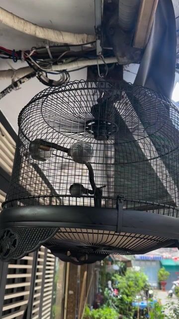 Lồng chim kim loại Đen. Mua bán Phụ kiện, Thức ăn, Dịch vụ tại Quận 4 Tp Hồ Chí Minh được đăng bởi lâm hình 1
