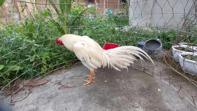 Gà Thái mỹ giá sinh viên. Mua bán Gà tại Huyện Long Mỹ Hậu Giang được đăng bởi Hai Lúa hình 1