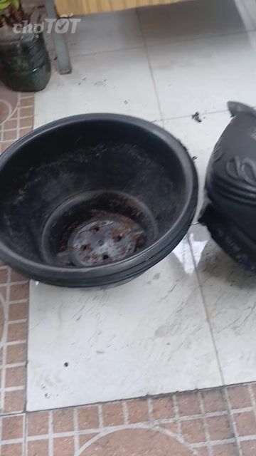 Chậu cây nhựa đen 40cm x 30cm. Mua bán Cây cảnh, đồ trang trí tại Quận Bình Tân Tp Hồ Chí Minh được đăng bởi Lê kim phát hình 1