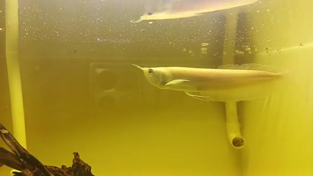 Cá cảnh  ngân long Albino 22cm. thanh lí. Mua bán Thú cưng khác tại Quận 7 Tp Hồ Chí Minh được đăng bởi Shop Tại Gia hình 1