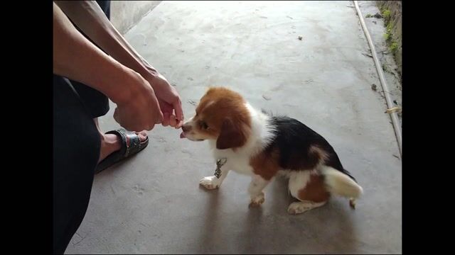 Cún Bắc kinh lai nhật đã qua huấn luyện. Mua bán Chó tại Huyện Gia Lâm Hà Nội được đăng bởi Trà Đoàn hình 1