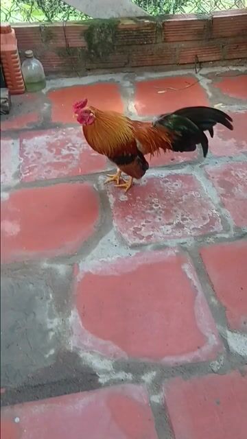 Cặp gà kiểng Bến Tre. Mua bán Gà tại Huyện Châu Thành Bến Tre được đăng bởi Hoàng Hải hình 1