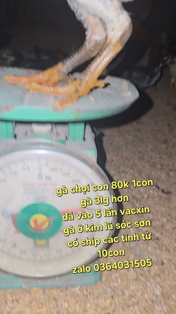 Gà chọi con cả hai. Mua bán Gà tại Huyện Sóc Sơn Hà Nội được đăng bởi công đô hình 1